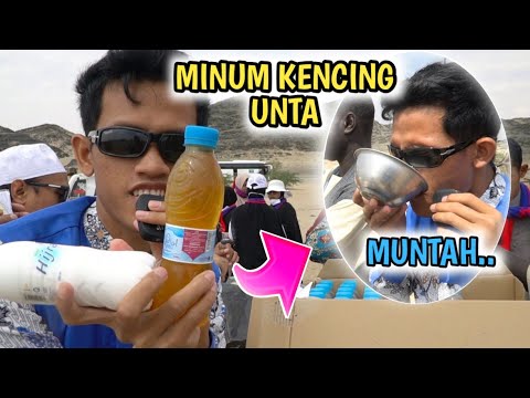 Bismillah Minum Air Kencing Unta di Arab, Muntah..! Dipaksa Pedagangnya