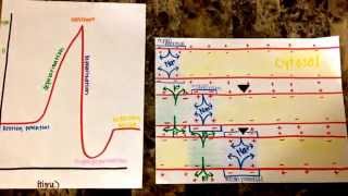 Action Potential Hannah Glynn Bio 201 Modeling Project