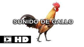 Sonido De Gallo Hd