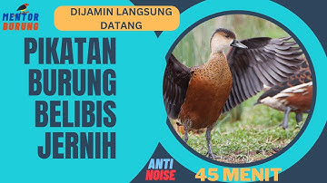 Suara Pikatan Khusus Berburu Burung Belibis Jernih 45 menit