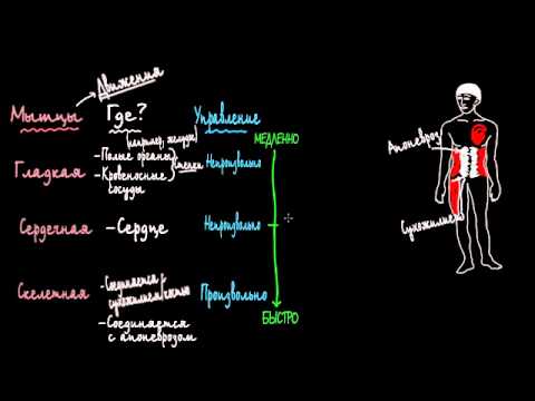 Video: Иттердеги нерв шишиги