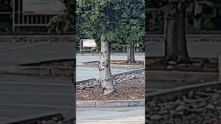 Wild Coyote Roaming Stanford University Campus
