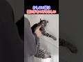 賢い猫は壁に手をつけれるらしい!検証してみた #shorts #猫 #検証
