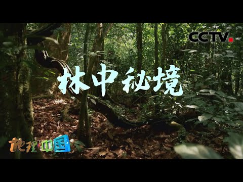 寻找热带雨林中的神奇植物 植物传奇·林中秘境 20200827 |《地理·中国》CCTV科教