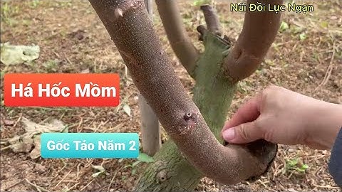 Thăm Vườn Táo Lần Đầu Tiên Trồng Của Anh Chị Chủ Vườn Mà Há Hốc Miệng I Núi Đồi Lục Ngạn