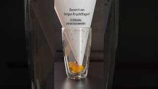 Fruchtfliegen bekämpfen leicht gemacht – Lifehacks für Zuhause