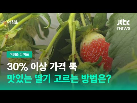 <strong>30</strong>% 이상 가격 뚝…맛있는 딸기 고르는 방법은? / <strong>JTBC</strong> 아침&amp;amp;