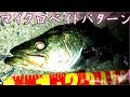 シーバスが釣りたいならベイトを見よう！マッチザベイトがゲットへの近道！