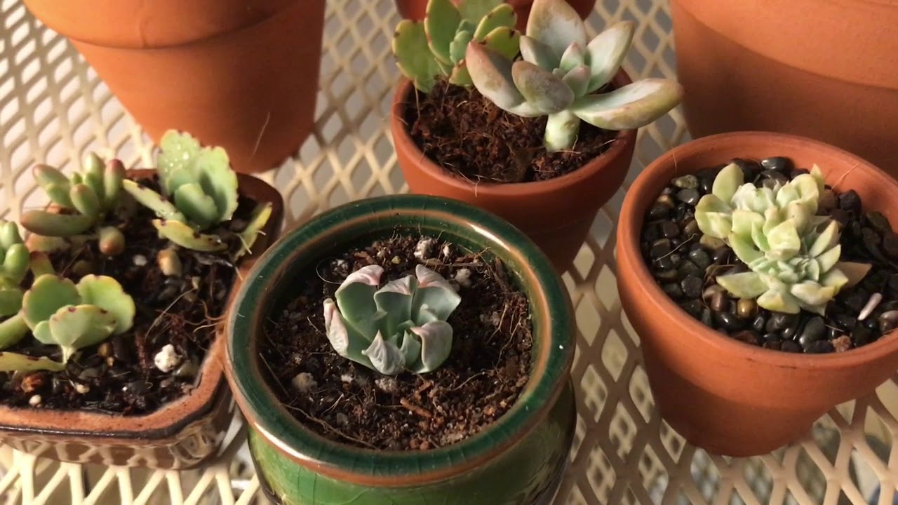 New Growing Lights Test On Succulents Part 1 