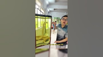 Tham quan bảo tàng rắn ở trại rắn Đồng Tâm ngắm tiêu bản rắn hổ mây khổng lồ #ranhomang #rắnhổmây