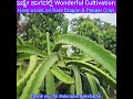 ಒಮ್ಮೆ ಕಣ್ತುಂಬಿಸಿ ಕೊಳ್ಳಿ; Wonderful Cultivation of Dragon Fruit & Pepper Crop in Parampalli Village