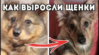 Что стало с щенками через пол года. Щенки из коробки