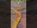 🐍🥵 #comment #automobile #100kvews #like #love #sajaungalutkarbhiterebadankida #shere