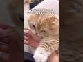 自分からきっかけを作ったくせに爪が刺さって被害者ヅラしてくる猫 #猫 #なんでやねん #shorts