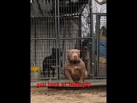 Crakk kennel war