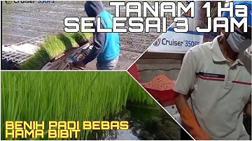 Tanam Padi Menggunakan Mesin Transplanter Murah dan Hasil Memuaskan