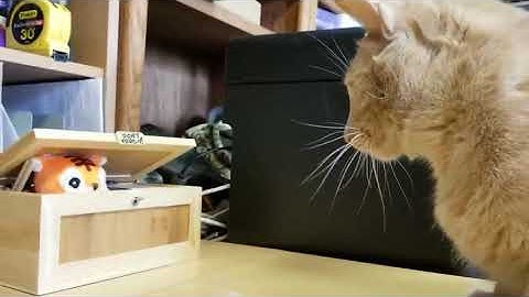 This cat and the useless box