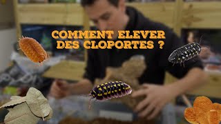 Comment Elever Des Cloportes ? 