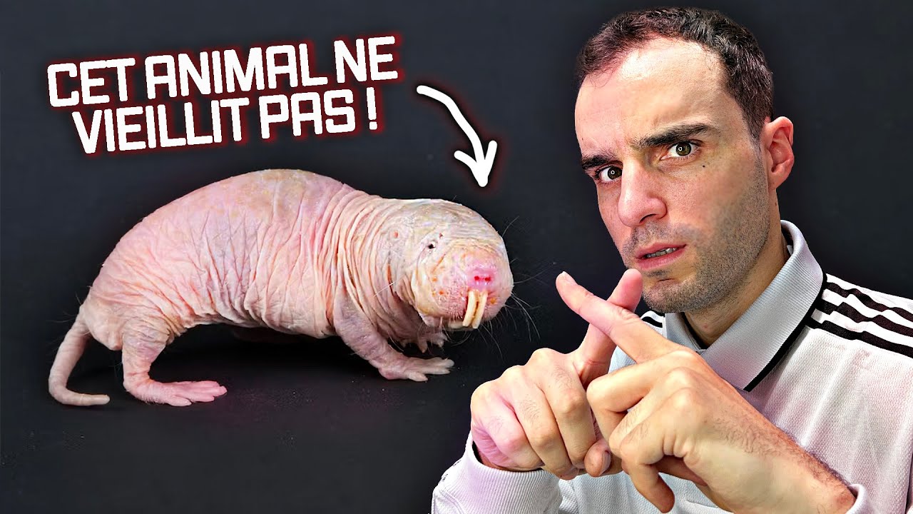 6 animaux aux capacités incroyables !