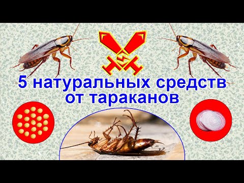 5 натуральных средств от тараканов