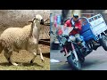 الفقر اراد منعي من فرحة العيد لكن مول طريبورطر قصة واقعية