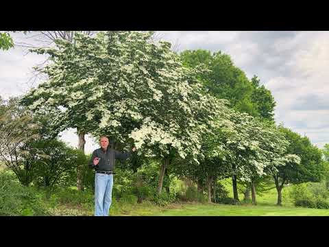 Video: Aké veľké sú stromy oskoruše?