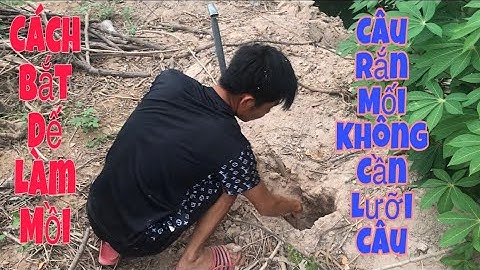 Đi Bắt Dế Làm Mồi Và Câu Rắn Mối Cực Độc Ở Miền Tây||Anh Ba Đía TV