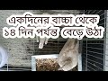 Day by day of dove baby grouth || ঘুঘুর বাচ্চা ছোট থেকে বেড়ে উঠা || Tech...