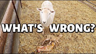 'twas the week before lambing... and we have problems. | Vlog 641