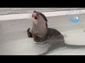 カワウソが、ガッツポーズ!そのワケは・・・? Why Does The Otter Stand Like She&rsquo;s Celebrating?