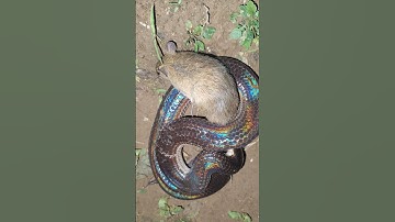 rắn hổ hành bắt chuột trong đêm #rắnhổhành #snake #rắn