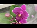 Обзор орхидей 28 февраля и 3 марта 2021 Леруа Мерлен Воронеж (Левый берег).
