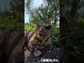 目つきが鋭いサビの甘える表情が可愛い #猫 #cat
