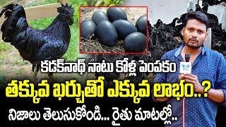 Kadaknath chicken Farming At Home And Easy Earn Money | Kadaknath Chicken Business| Kadaknath kollu