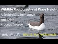 Wildlife Photography at Wave Height + bonus footage #fowlesheugh #stonehaven #dolphin #canonr6 #auk