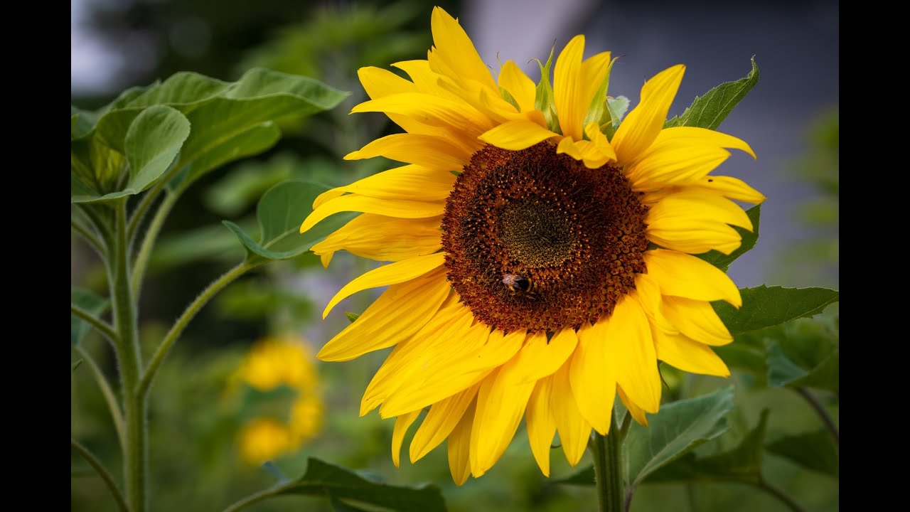 Most Beautiful Flowers in the World 🌺 | Types, Names & Meanings
