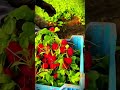 simple trick to harvest lots of cherry radishes at once #shorts