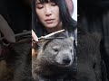Wombat at a Hair Saloon - Subscribe for more