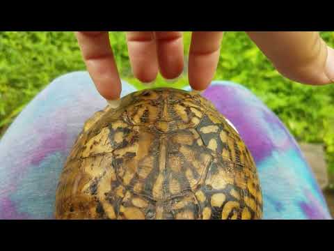 lofi outdoor ASMR | With A Turtle Shell, Screen Scratching, Shushing & Slapping you!!!!!!!!!!