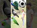 Rounding coconuts to Duck, Peacock, Pigeon &amp; Parrot - Birds names magic video#foryou#plzsupport