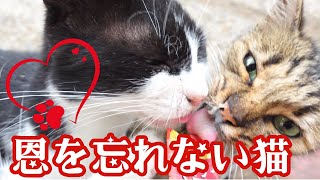 涙の再会3年振りなのに私を忘れなかった猫察知して飛んで来た