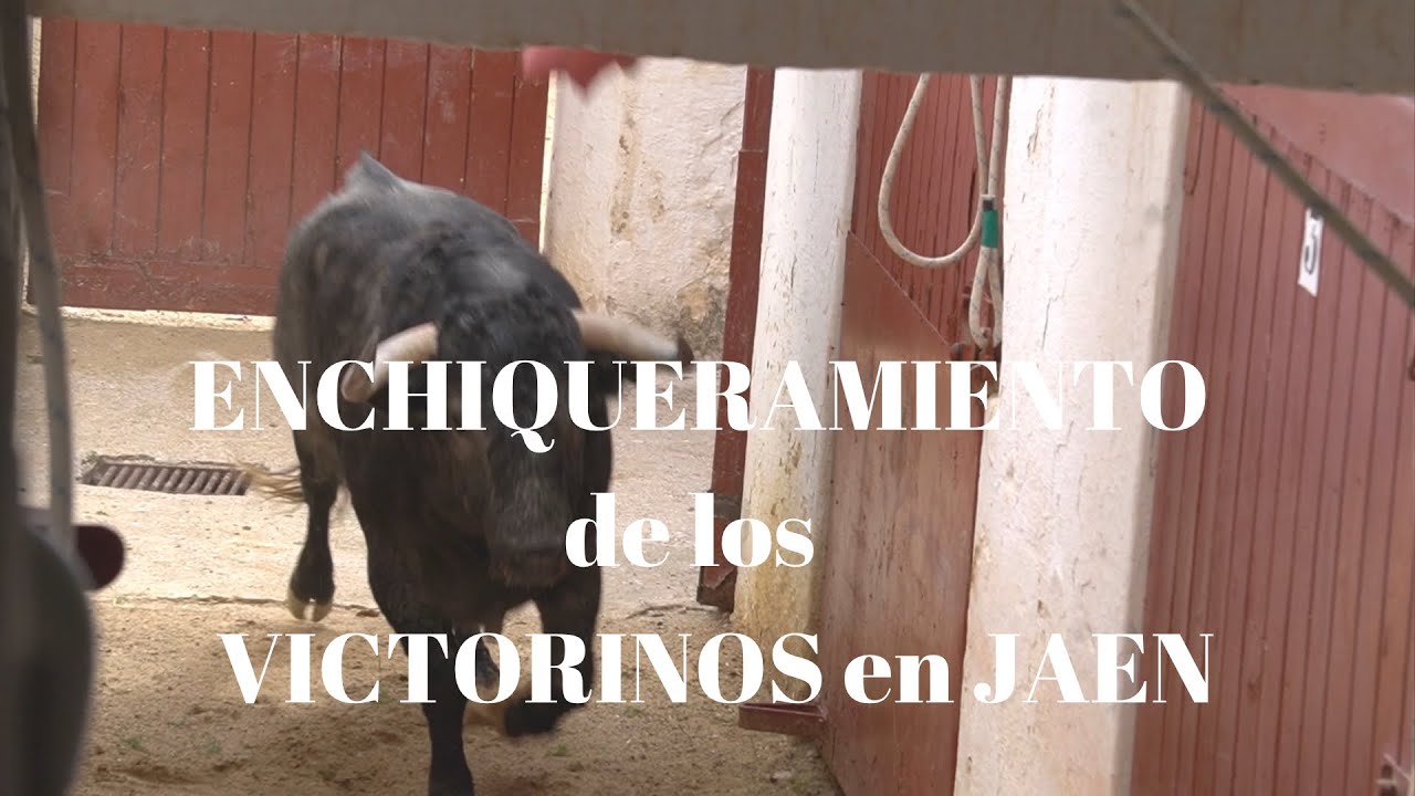 ENCHIQUERAMIENTO TOROS DE JAEN