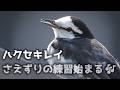 春を呼ぶ声 - ハクセキレイのさえずり練習