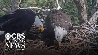 California birdwatchers gain new hope after beloved eagle s disappearance