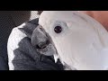 At The Hospital With Victoria Cockatoo