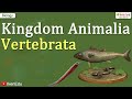 Kingdom Animalia ~ Vertebrata