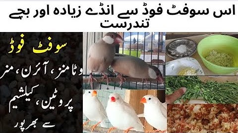 Best Soft Food For Java Sparrow| Finches|| lovebirds| Cocktail|| Vitamin Calcium protein Sai Barpur