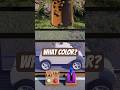 🛻🟤Learn Colors with Street Vehicles: BROWN Pickup Truck 🛻🟤 #learncolors #animation #shorts #