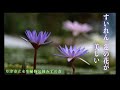 すいれん、ハスの花が美しい琵琶湖湖岸にある草津市立水生植物公園「みずの森」