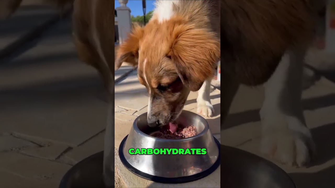 🐶🤕 Dog Digestive Issues 🐾✨